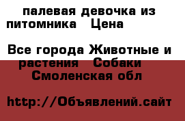 палевая девочка из питомника › Цена ­ 40 000 - Все города Животные и растения » Собаки   . Смоленская обл.